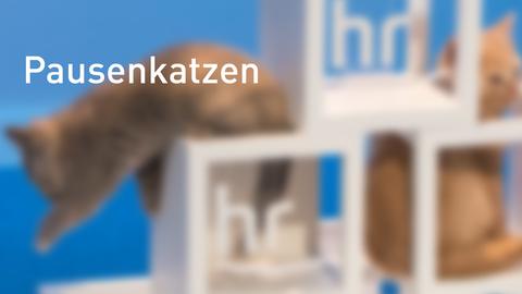 Banner Pausenkatzen