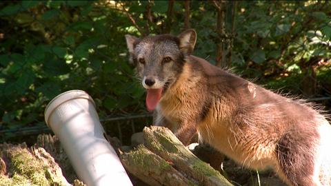 hr-fernsehen GIRAFFE, ERDMÄNNCHEN UND CO.-XL (10), Eine Futterschaukel sorgt für Aufsehen, am Sonntag (26.07.15) um 20:15 Uhr.