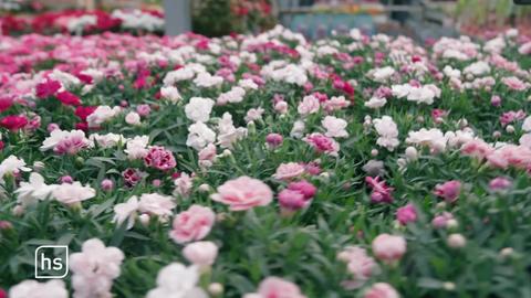 Meer aus Blumen in Rosatönen