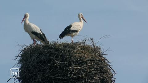 Störche im Nest