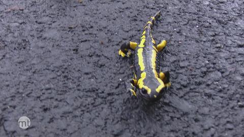 Salamander