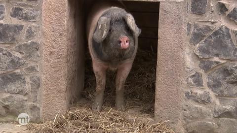 Schwein steht in Mauer