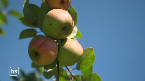 Äpfel am Baum