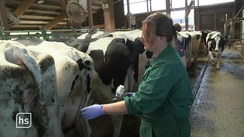 Mann Behandelt Kühe im Stall