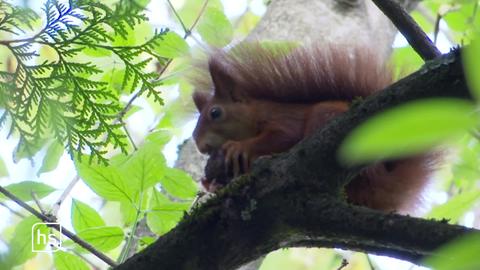 Ein Eichhörnchen auf einem Baum knabbert an einer Nuß