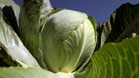 Die Pfalz ist der "größte Gemüsegarten Deutschlands". Im Rhein-Pfalz-Kreis liegen etwa sieben Prozent aller deutschen und rund die Hälfte der rheinland-pfälzischen Anbauflächen für Gemüse. Kohl gehört zur Pfalz.