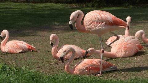 Zoo Frankfurt Flamingo