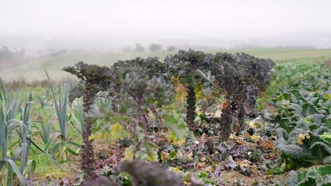 Flower sprouts Grosenkohl