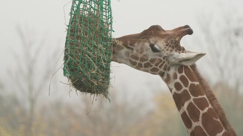 Giraffe im Opelzoo