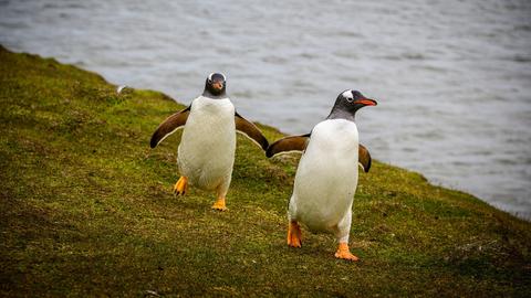 Pinguine watscheln am Ufer auf grüner Wiese