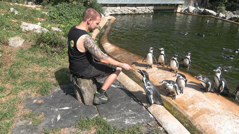 Pinguinfütterung im Tierpark Sababurg