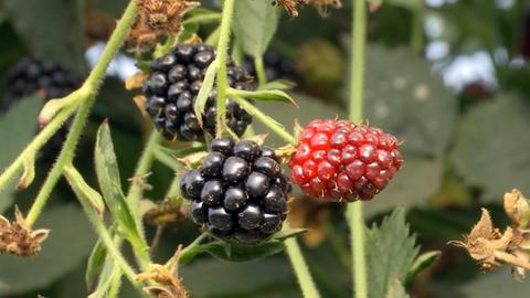 Brombeeren