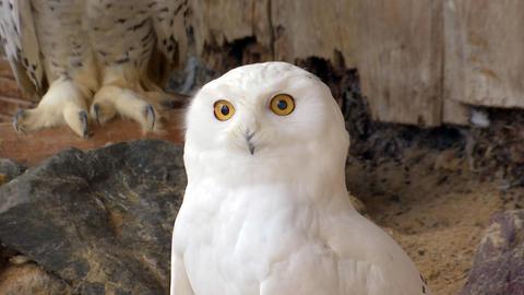 Eule im Tierpark Herborn