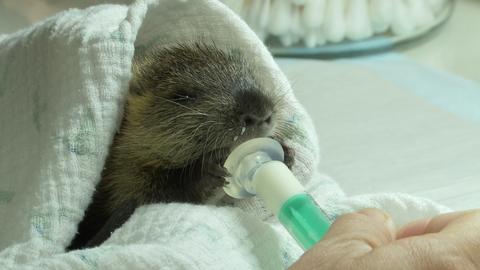 Nutria-Baby in der Wildtierhilfe Schäfer