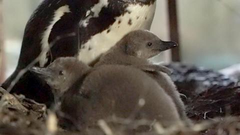 Humboldtpinguine Küken