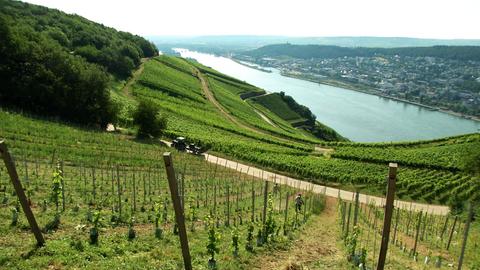 Weinanbau auf 300 Höhenmetern im Rheingau