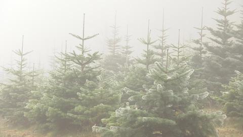 Weihnachtsbäume im Nebel