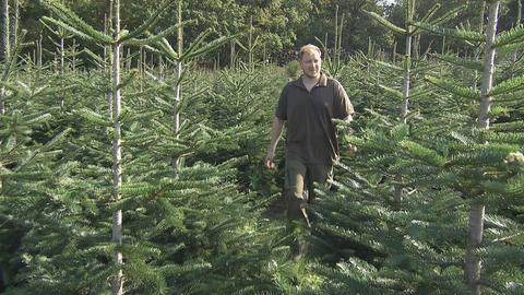 Weihnachtsbäume Groos Taunus NeuAnspach