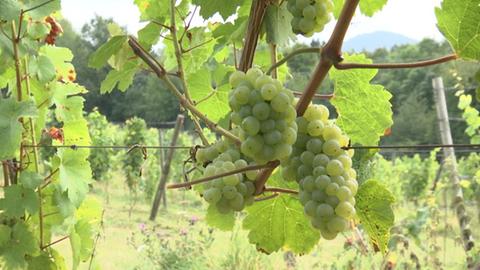 Weinreben auf dem Böddiger Berg in Nordhessen