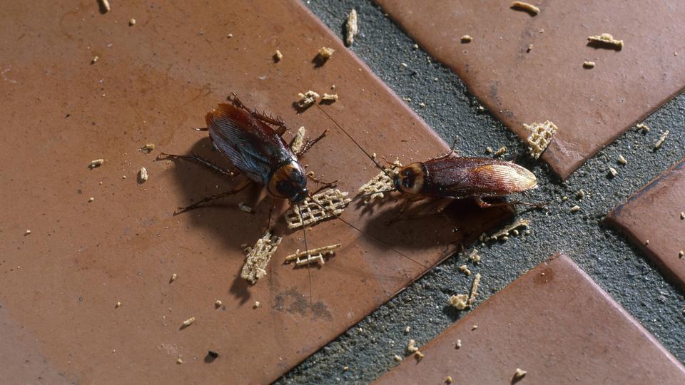 39+ frisch Sammlung Wie Kommen Große Spinnen Ins Haus