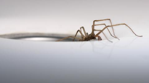 Eine Grosse Hauswinkelspinne (Tegenaria gigantea) klettert aus einem Waschbecken-Abfluss.