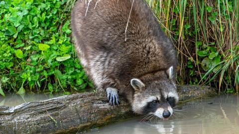 Waschbär trinkt aus einem Bach.