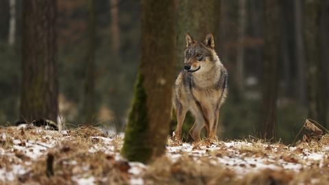 Wolf im Wald