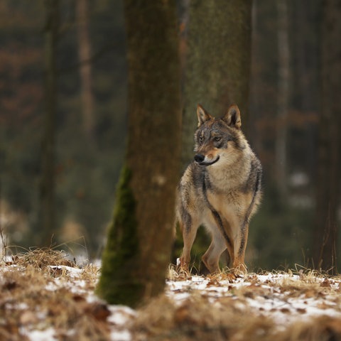 Wolf im Wald