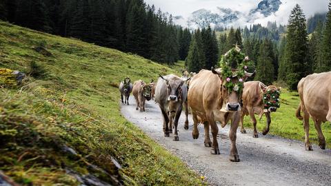 Geschmückte Kühe werden von den Hochalmen ins Tal getrieben.