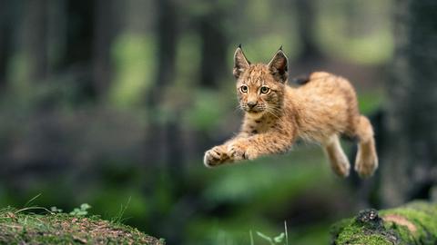 Ein junger Luchs springt über einen mit Moos bewachsenen Baumstamm.