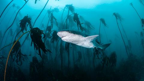 Unterwasseraufnahme eines Kelpwaldes samt Hai vor der südafrikanischen Küste.