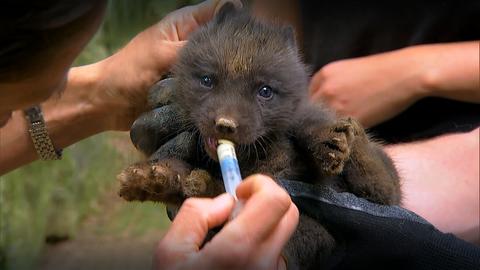 Ein Baby-Eisfuchs bekommt Medizin.