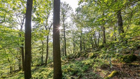 Wald in Hessen