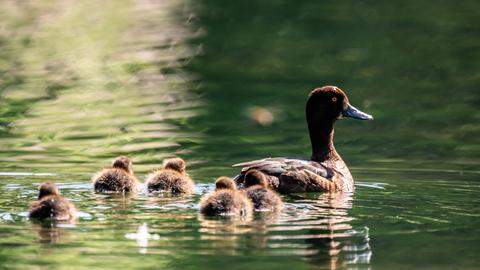 Küken schwimmen ihrer Mutter hinterher