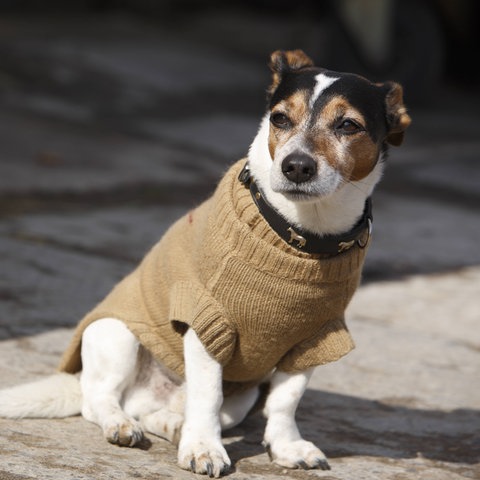 Hund mit Mäntelchen