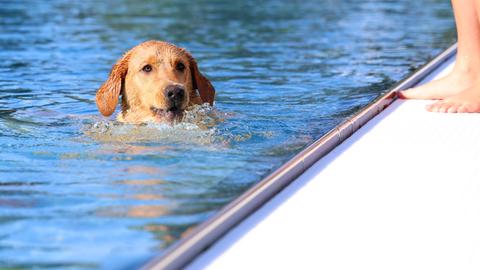 Hundeschwimmen im Freibad.