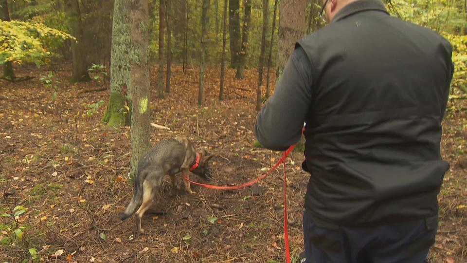 Video: On a bloody track – Corpse detection dogs (3/5) |  Crime: Forensic Forensic Medicine |  hr-fernsehen.de