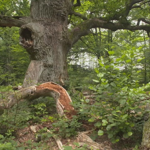 Alte Bäume im Reinhardswald. 