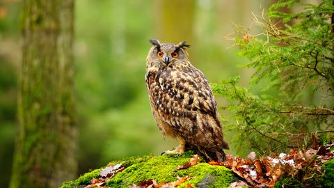 Ein europäischer Uhu sitzt auf einem Baumstamm im Wald.