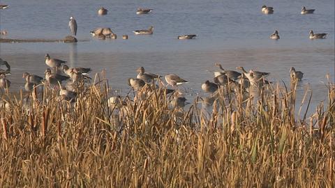 Vögel im Wasser mit Schilf im Vordergrund. 