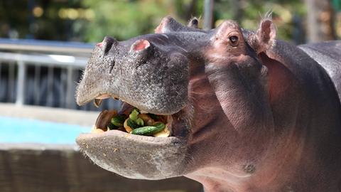 Ein Flusspferd im Zoo.