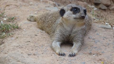 Erdmännchen liegt auf dem Bauch und genießt sein Leben.