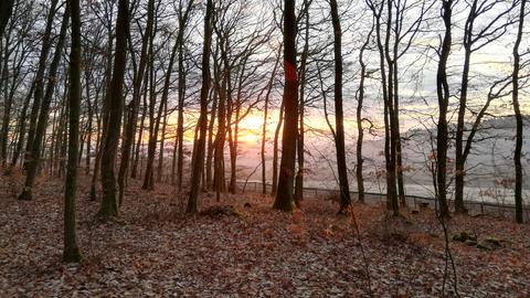 Sonnenaufgang im Friedwald in Hirschberg. 