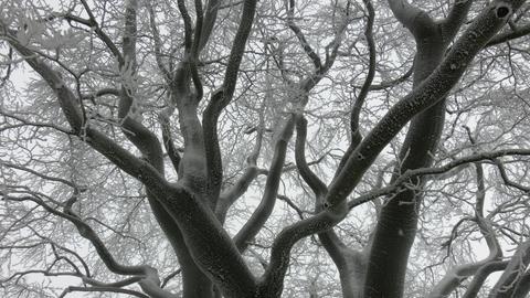 Ein verschneiter Baum aus der Untersicht fotografiert.