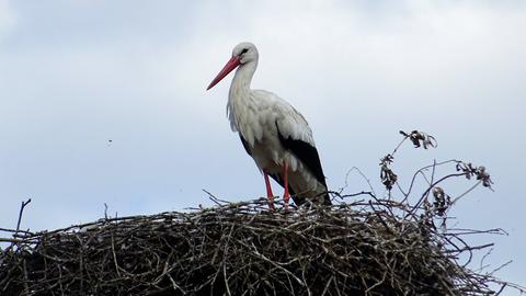 Ein Stroch auf seinem Nest. 