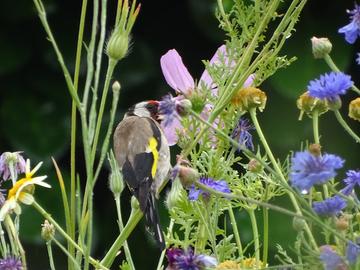 Wetterbilder