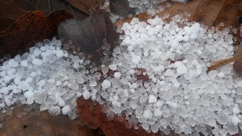 Hagelkörner auf Blättern. 