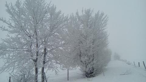 Bäume und Feld im Schneesturm.