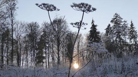 Zegrfrorene Gebüsche vor einem Wald durch den die Sonne scheint.