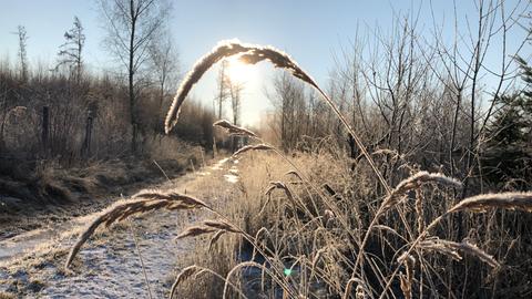 Ein mit Frost bedeckter Feldweg im Gegenlicht. 